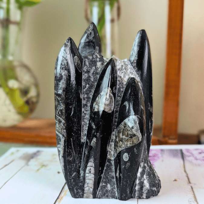 Orthoceras Fossil Free Form Tower For Wisdom & Past-Life Connection