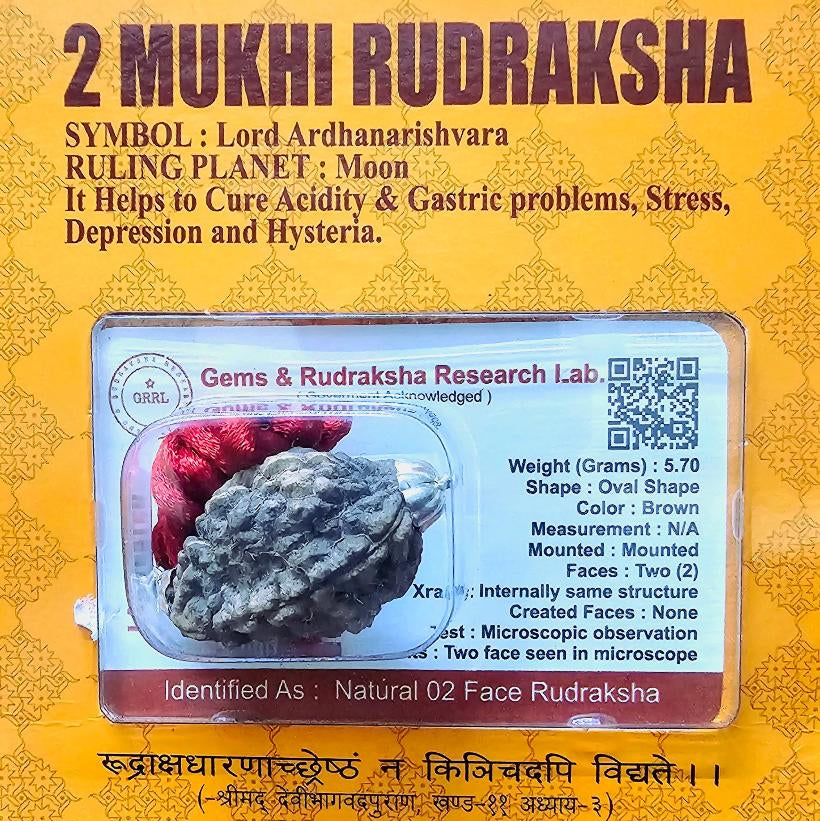 2 MUKHI CERTIFIED RUDRAKSHA For Harmony & Relationships - Dr. Neeti Kaushik's Shop
