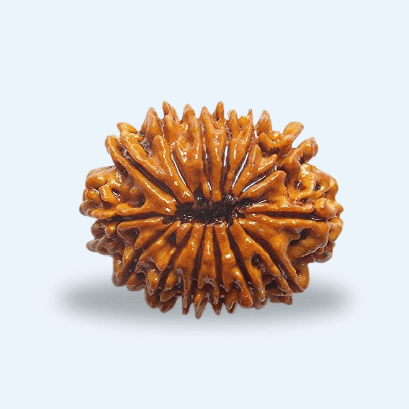 14 Mukhi Nepali Rudraksha – The Third Eye Awakener