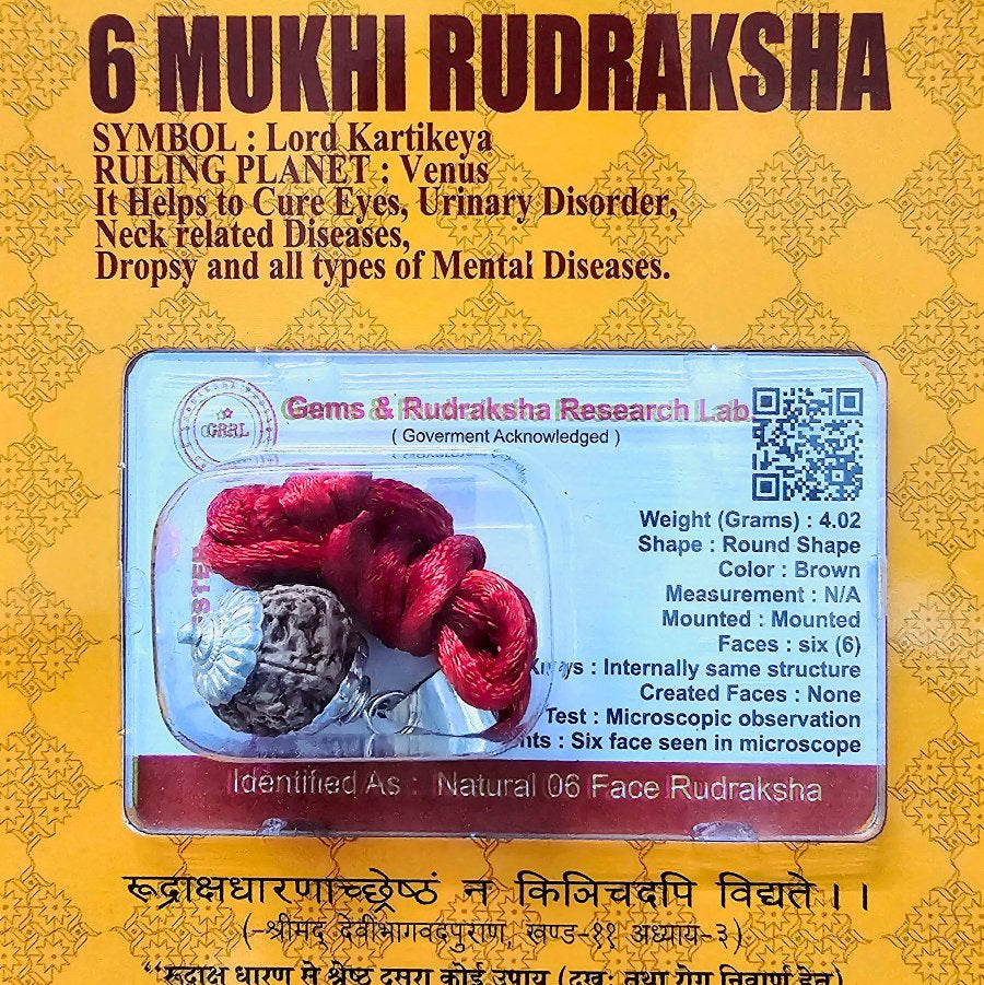 6 MUKHI CERTIFIED RUDRAKSHA For Focus & Learning - Dr. Neeti Kaushik's Shop