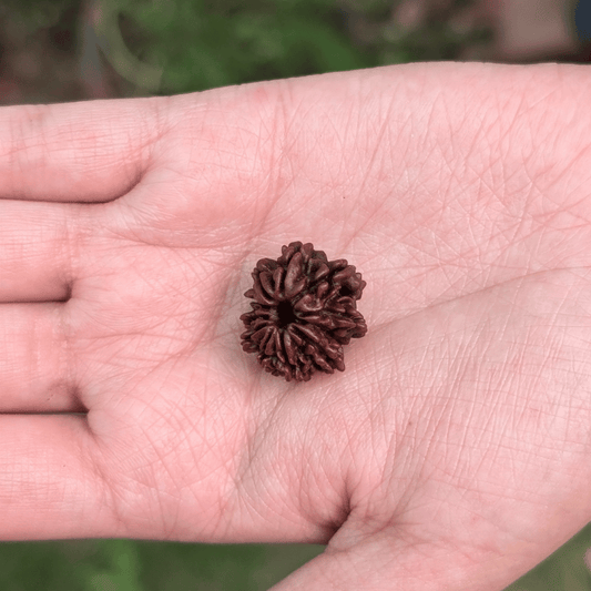 11 Mukhi Rudraksha For Clear Communication & Confidence(Certified)