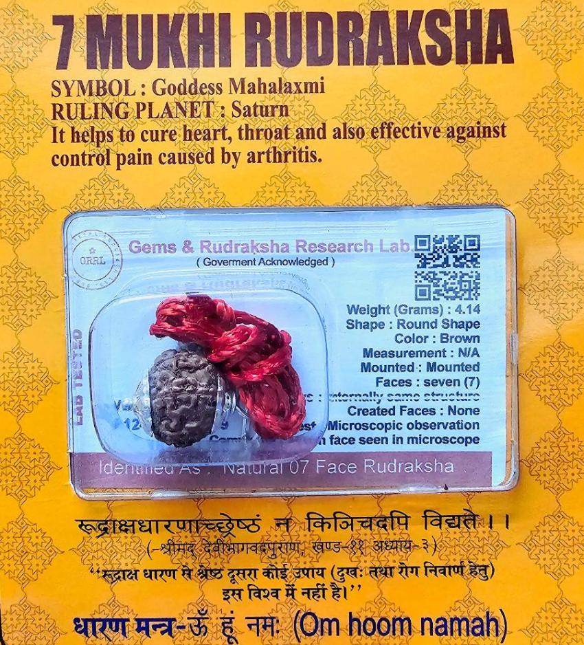 7 MUKHI RUDRAKSHA With Certificate For Wealth & Prosperity