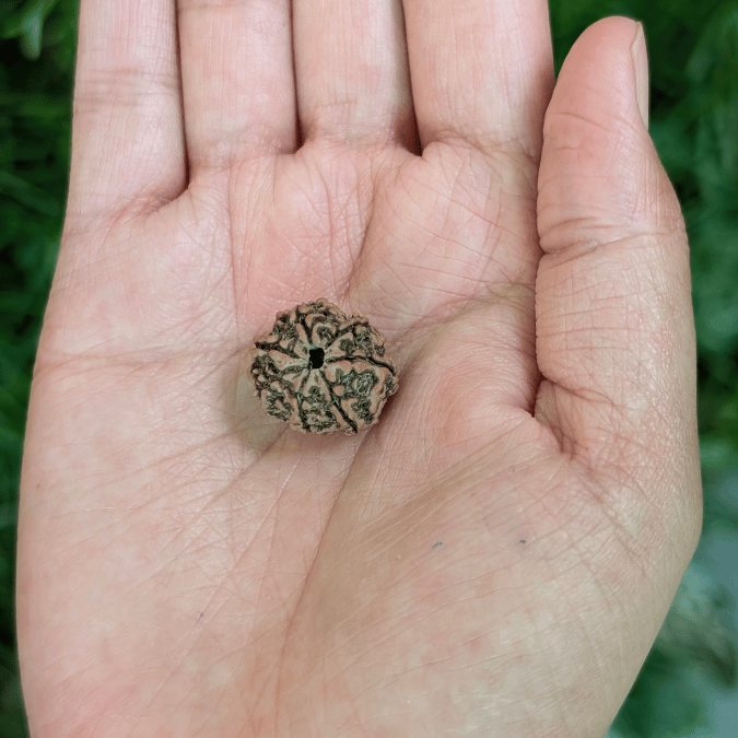 7 MUKHI CERTIFIED RUDRAKSHA For Wealth & Prosperity