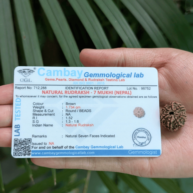 7 MUKHI CERTIFIED RUDRAKSHA For Wealth & Prosperity