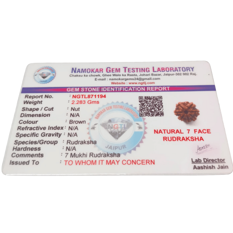7 MUKHI RUDRAKSHA With Certificate For Wealth & Prosperity