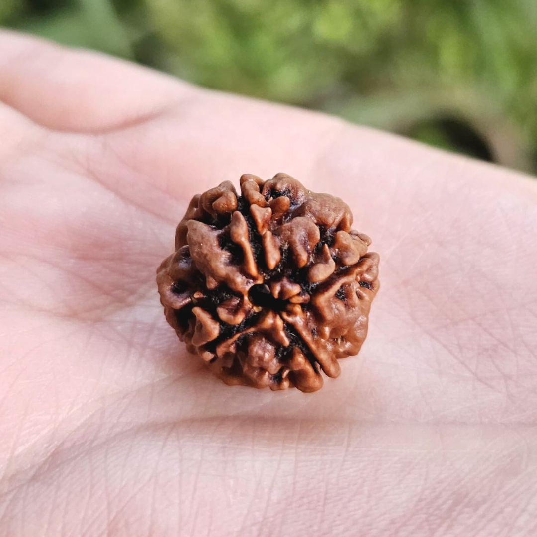 4 MUKHI CERTIFIED RUDRAKSHA For Wisdom & Creativity