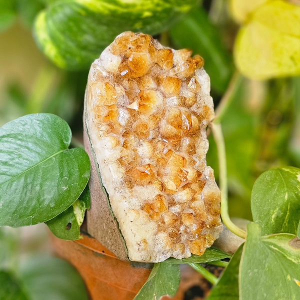 Citrine Big Cluster For Success - Dr. Neeti Kaushik's Shop