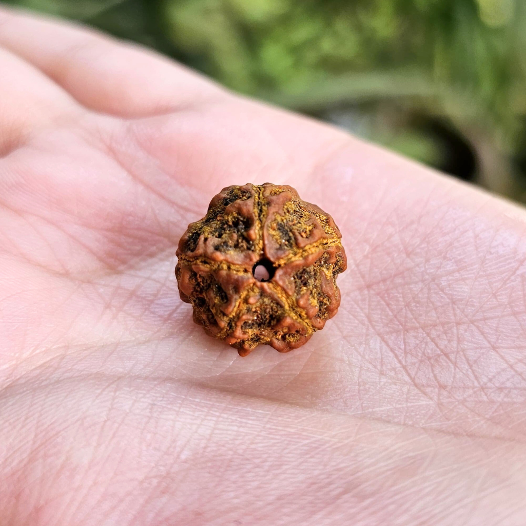 5 MUKHI CERTIFIED RUDRAKSHA For Health & Stress relief