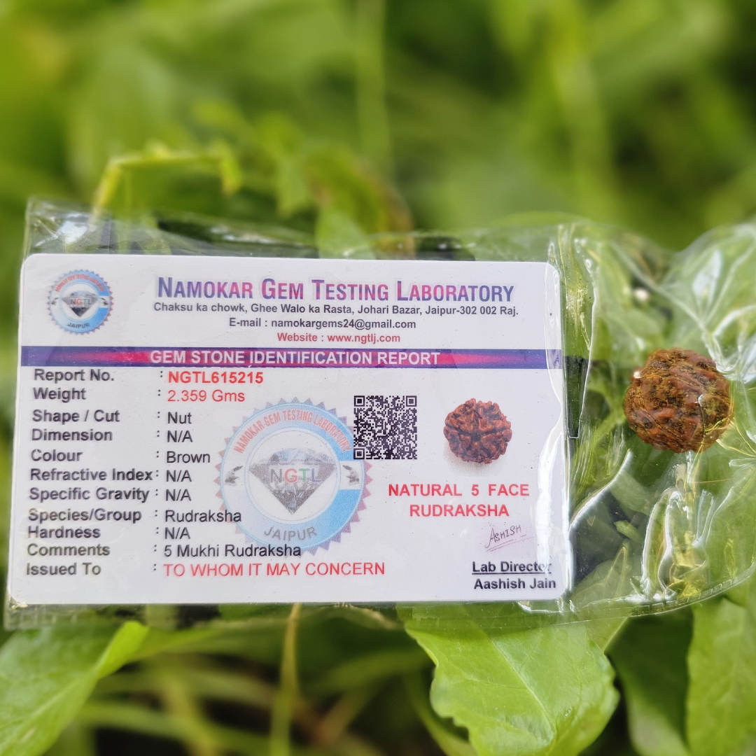 5 MUKHI CERTIFIED RUDRAKSHA For Health & Stress relief - Dr. Neeti Kaushik's Shop