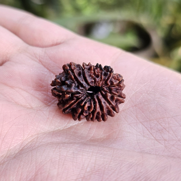 13 MUKHI CERTIFIED RUDRAKSHA - Dr. Neeti Kaushik's Shop