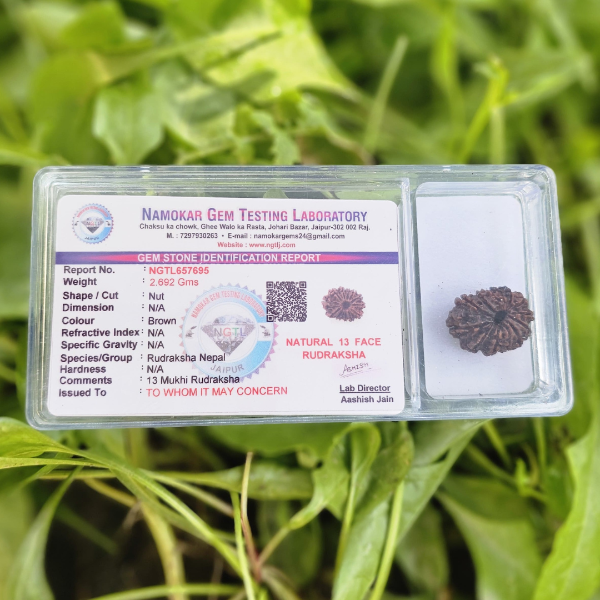 13 MUKHI CERTIFIED RUDRAKSHA - Dr. Neeti Kaushik's Shop