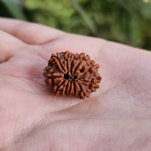 12 MUKHI CERTIFIED RUDRAKSHA - Dr. Neeti Kaushik's Shop