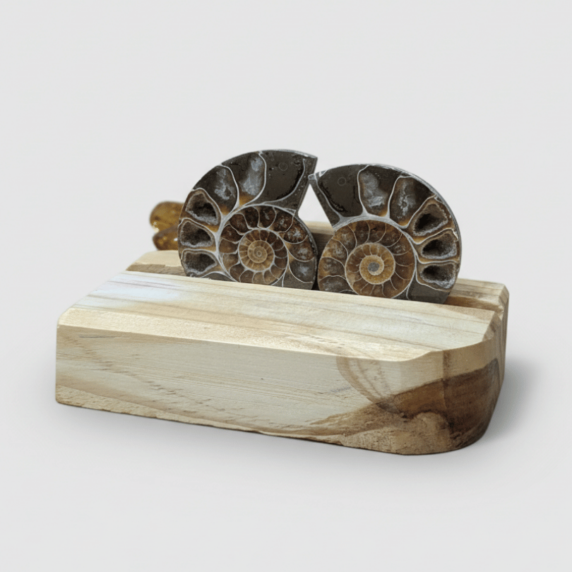 ammonite crystal pair for calm grounding energy