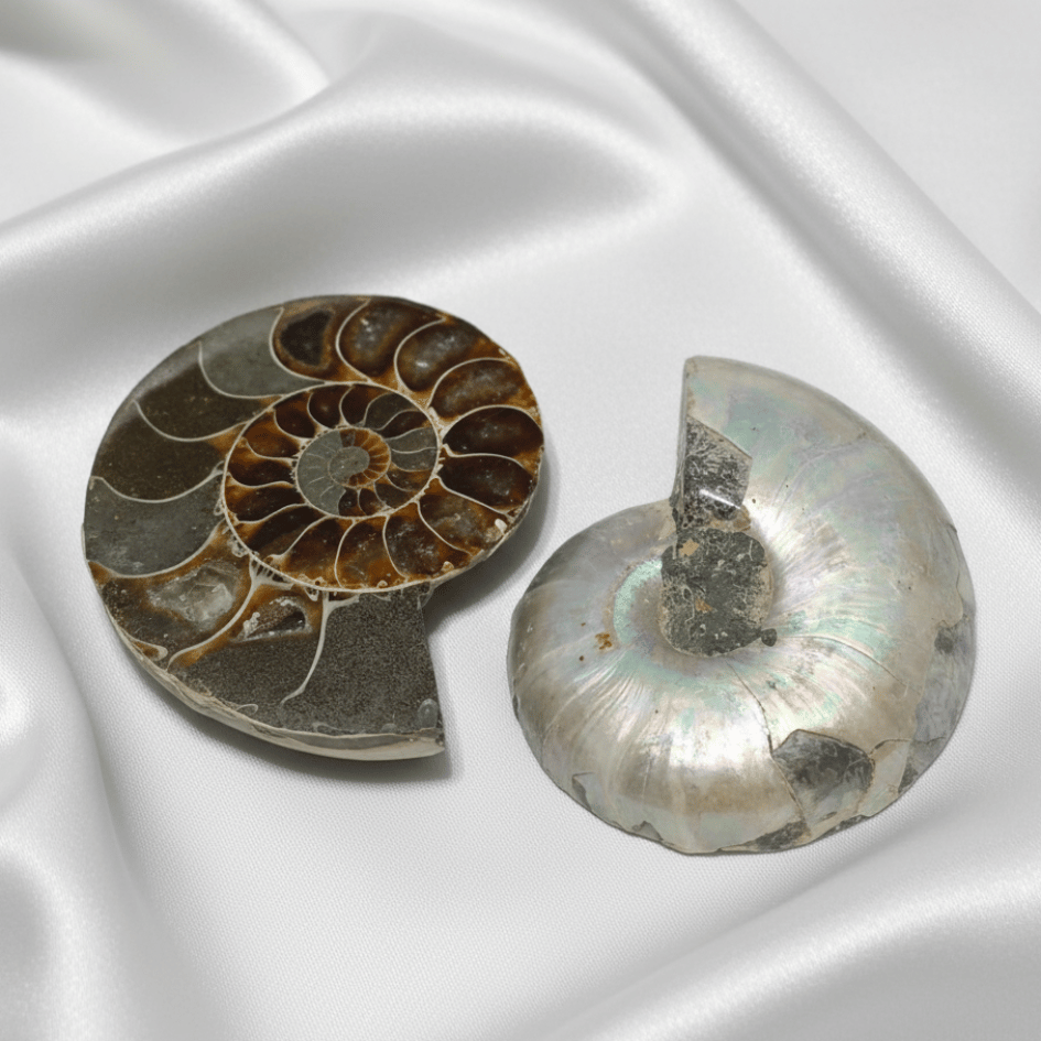 Ammonite fossil for transformation, grounding, and abundance.