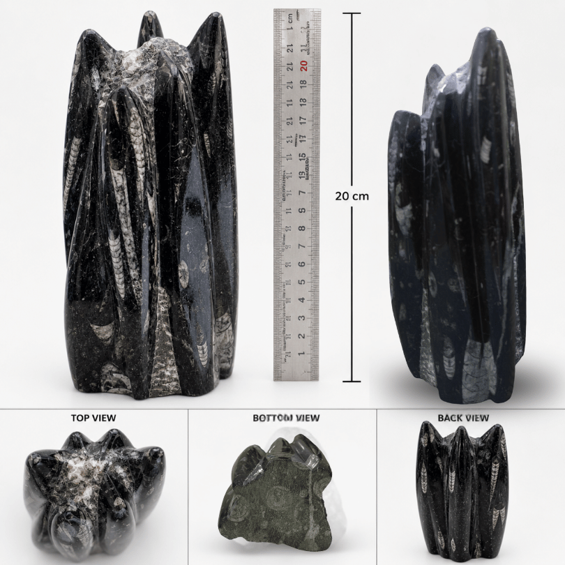 Orthoceras Fossil Free Form Tower For Wisdom & Past-Life Connection