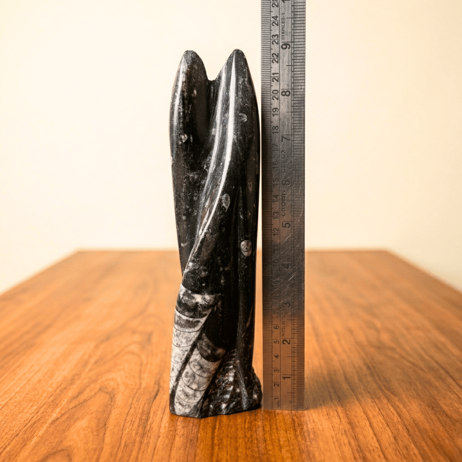 Orthoceras Fossil Free Form Tower For Wisdom & Past-Life Connection