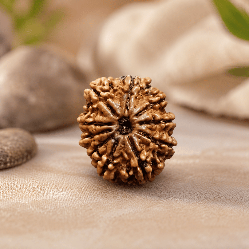 10 MUKHI CERTIFIED NEPALI RUDRAKSHA For Protection & Peace of mind