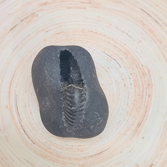 Shri Laxmi Narayan Shaligram – For Divine Abundance and Protection
