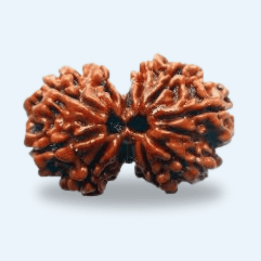 Gauri Shankar Nepali Rudraksha – Divine Union of Shiva & Shakti