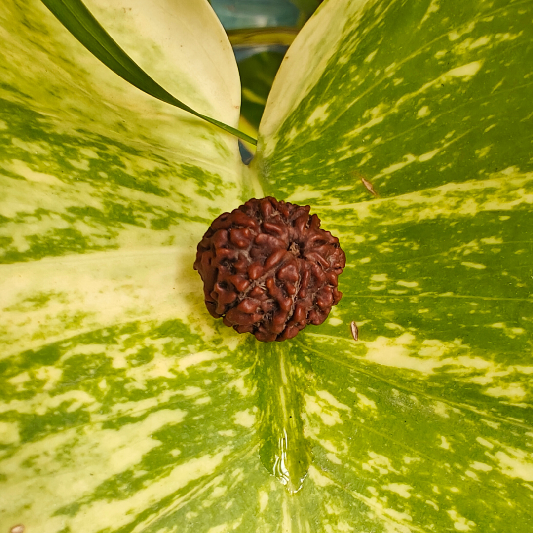 7 MUKHI CERTIFIED RUDRAKSHA For Wealth & Prosperity