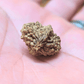 2 mukhi rudraksha for harmony and balance