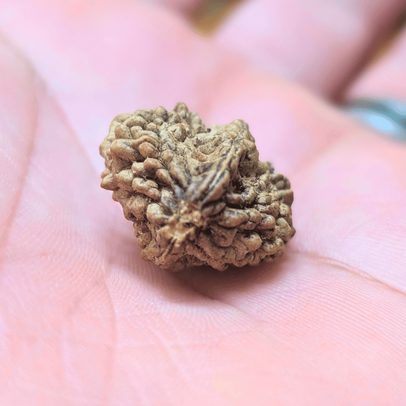 2 mukhi rudraksha for harmony and balance