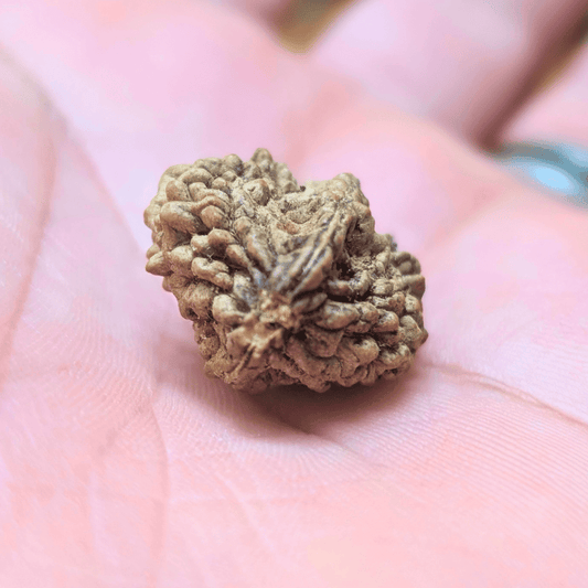 2 MUKHI CERTIFIED RUDRAKSHA For Harmony & Relationships