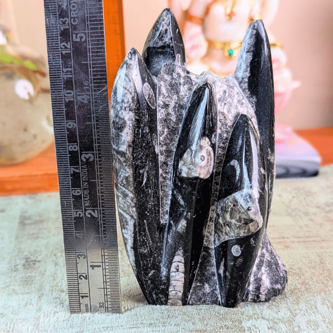 Orthoceras Fossil Free Form Tower For Wisdom & Past-Life Connection