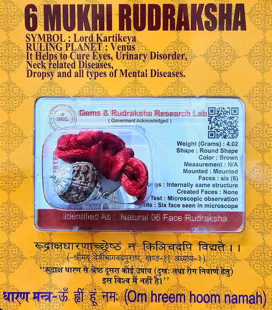 6 MUKHI CERTIFIED RUDRAKSHA For Focus & Learning