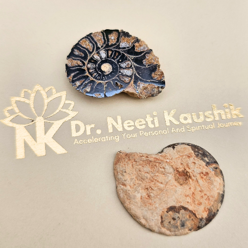 Ammonite Raw Pair For Karma Clearing