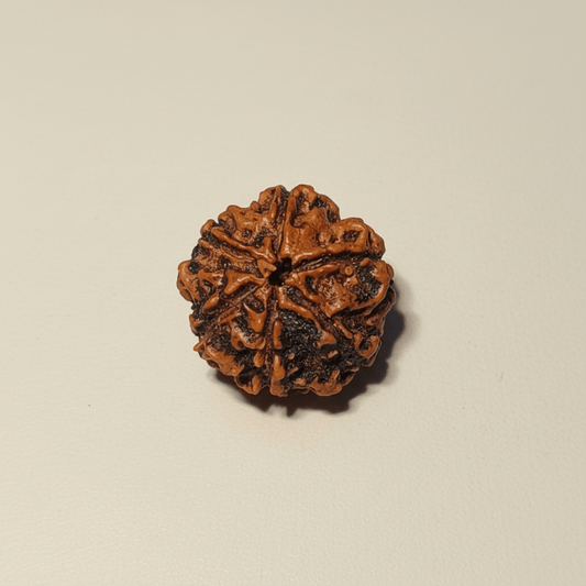 6 MUKHI CERTIFIED RUDRAKSHA For Focus & Learning