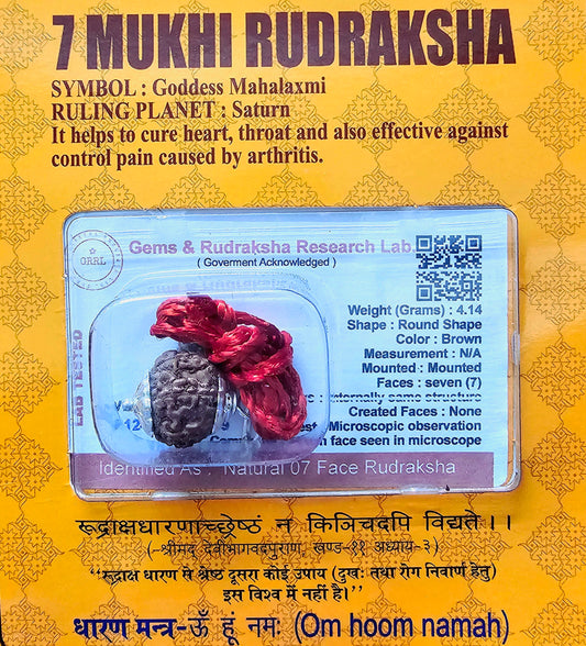 7 MUKHI CERTIFIED RUDRAKSHA For Wealth & Prosperity