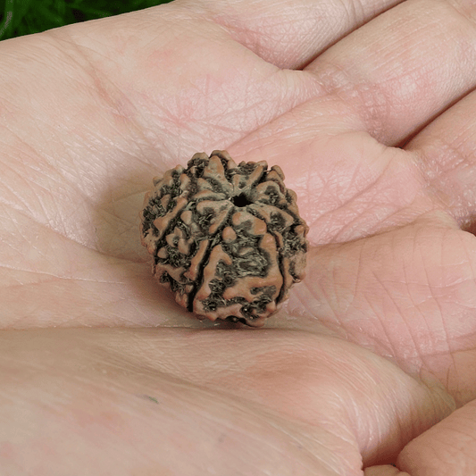 7 MUKHI CERTIFIED RUDRAKSHA For Wealth & Prosperity