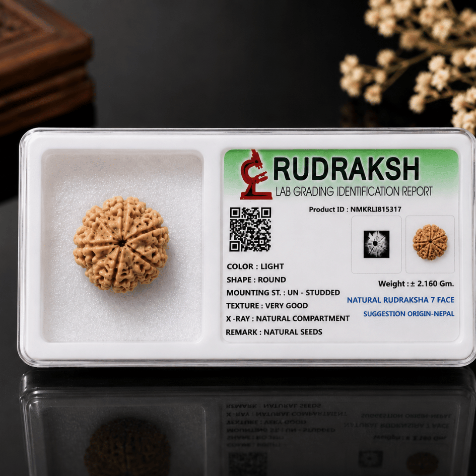 7 MUKHI RUDRAKSHA With Certificate For Wealth & Prosperity
