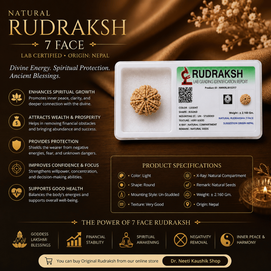 7 MUKHI RUDRAKSHA With Certificate For Wealth & Prosperity