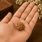 7 MUKHI RUDRAKSHA With Certificate For Wealth & Prosperity