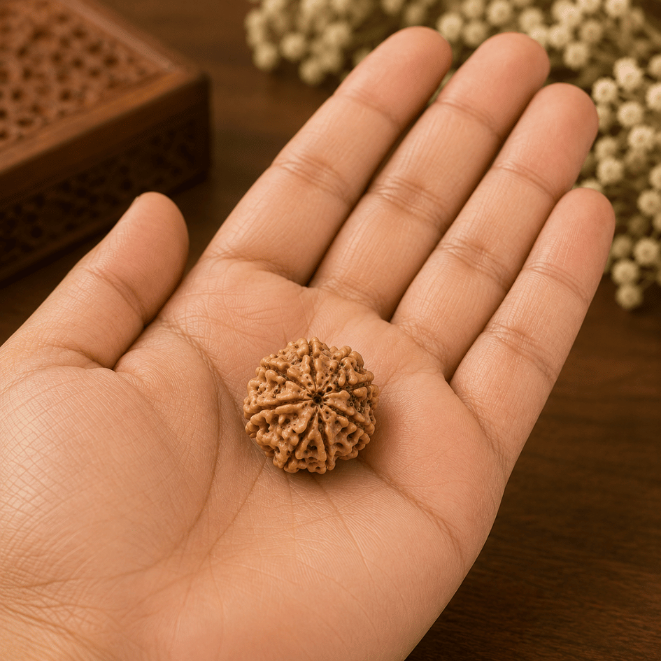 7 MUKHI RUDRAKSHA With Certificate For Wealth & Prosperity