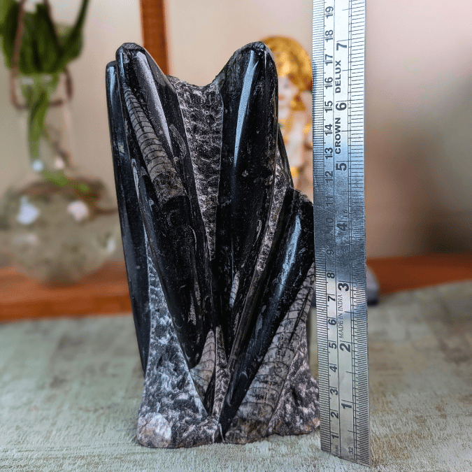 Orthoceras Fossil Free Form Tower For Wisdom & Past-Life Connection