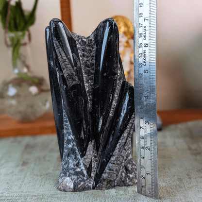 Orthoceras Fossil Free Form Tower For Wisdom & Past-Life Connection