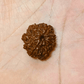 9 MUKHI RUDRAKSHA For Dynamism & Fearlessness
