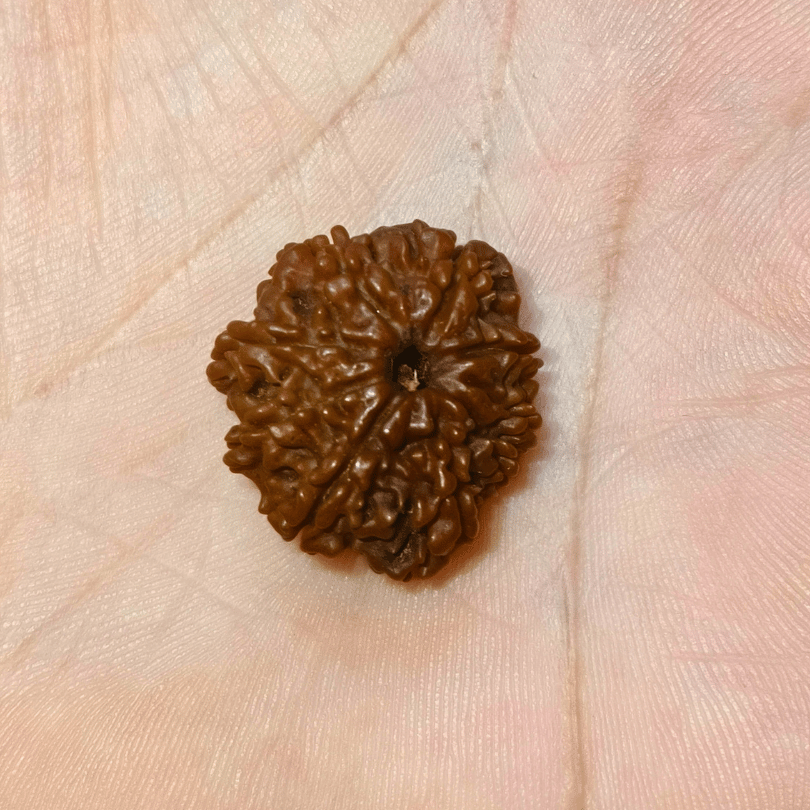 9 MUKHI RUDRAKSHA For Dynamism & Fearlessness