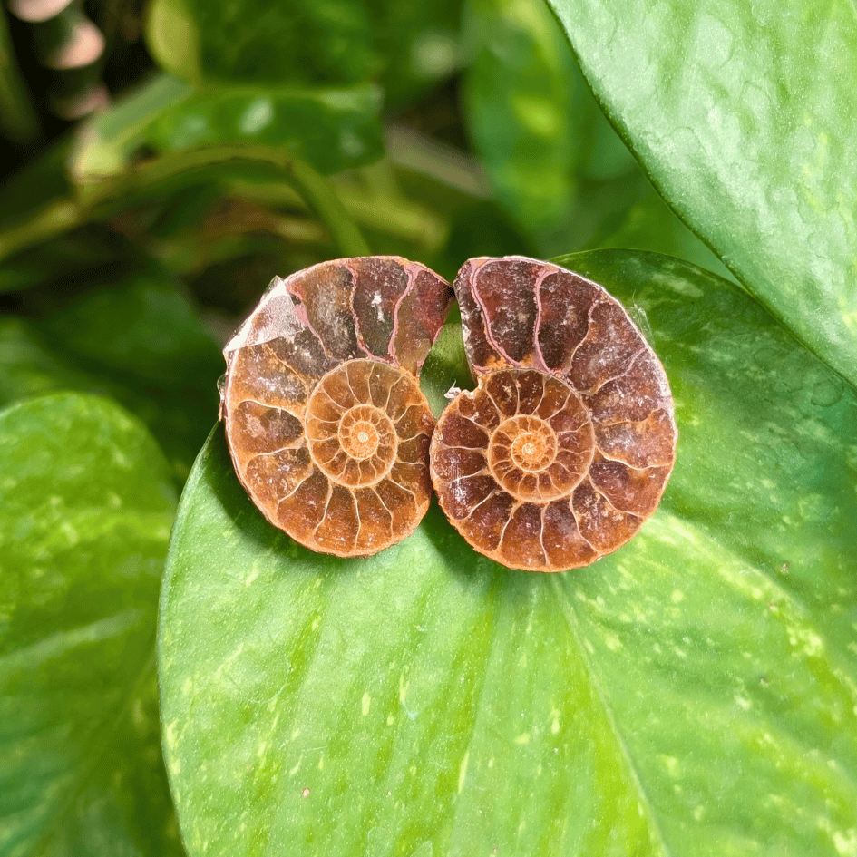 Ammonite Raw Pair For Karma Clearing