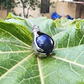 Lapis Lazuli Pendant For Inner Power - Dr. Neeti Kaushik's Shop