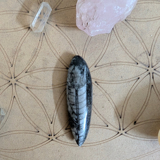 Black and white shell on a textured surface with crystals in the background