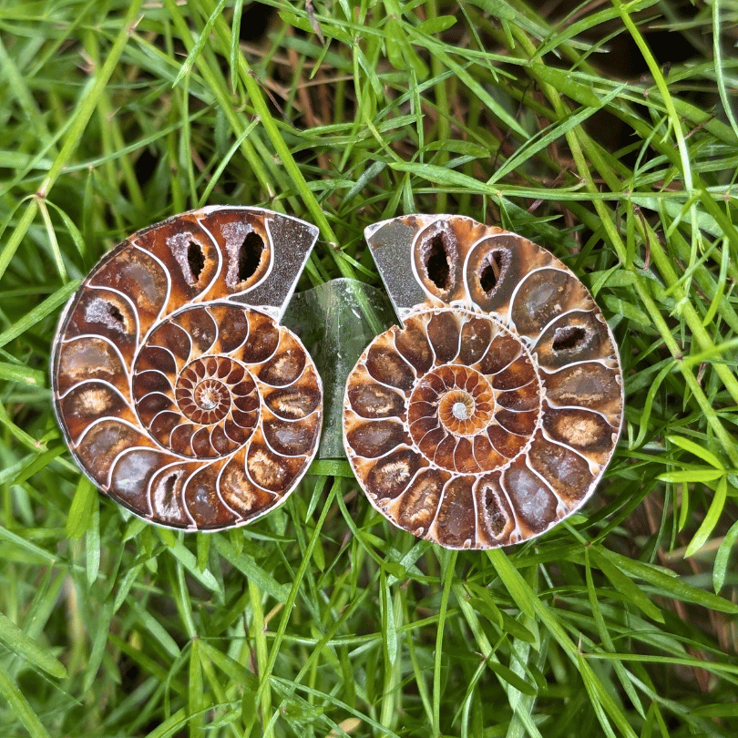 Ammonite Raw Pair For Karma Clearing