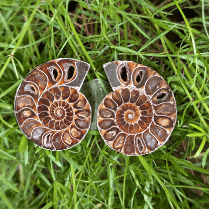 Ammonite Raw Pair For Karma Clearing