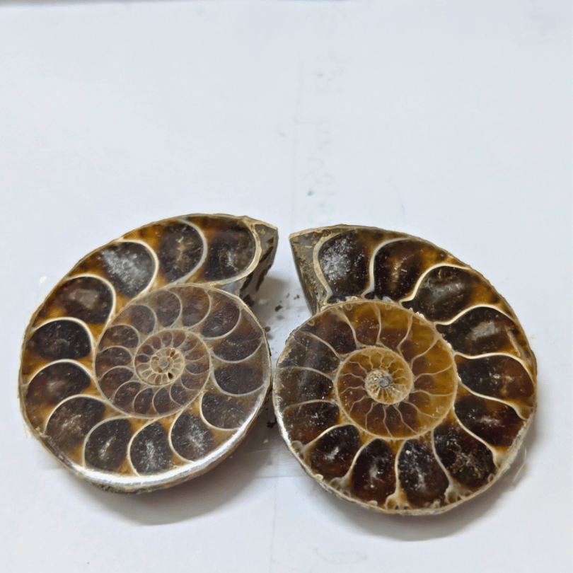 Two fossilized ammonite shells on a white background