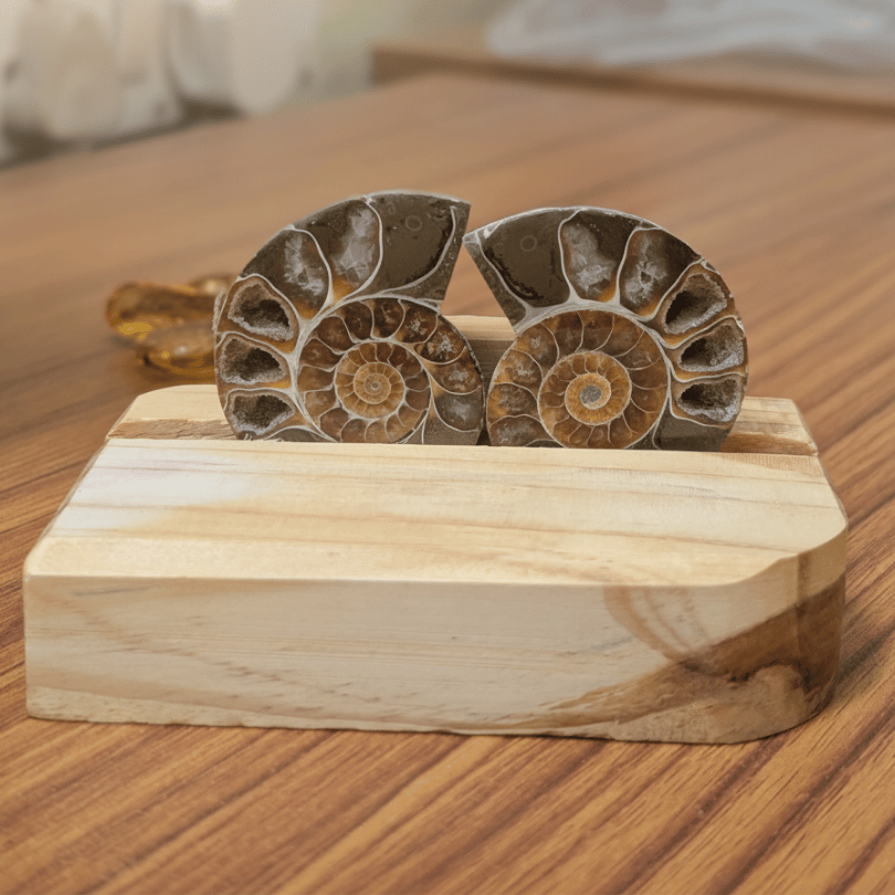 ammonite pair for grounding and balance