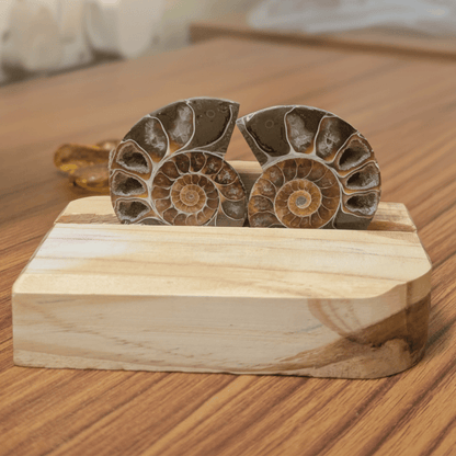 ammonite pair for grounding and balance