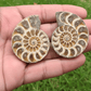 ammonite crystal pair for calm grounding energy